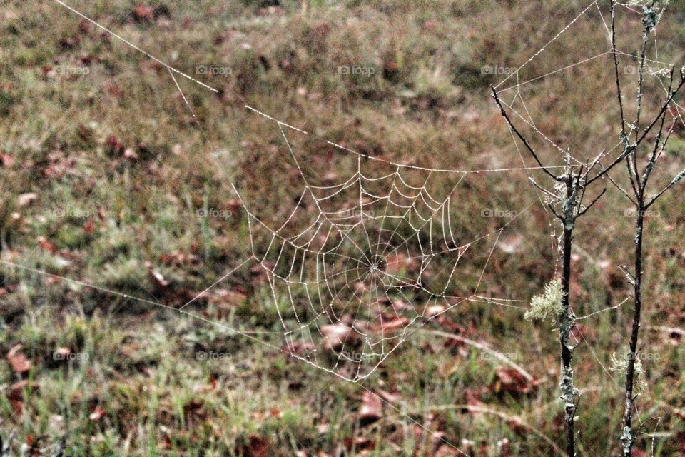 Spider web in fall