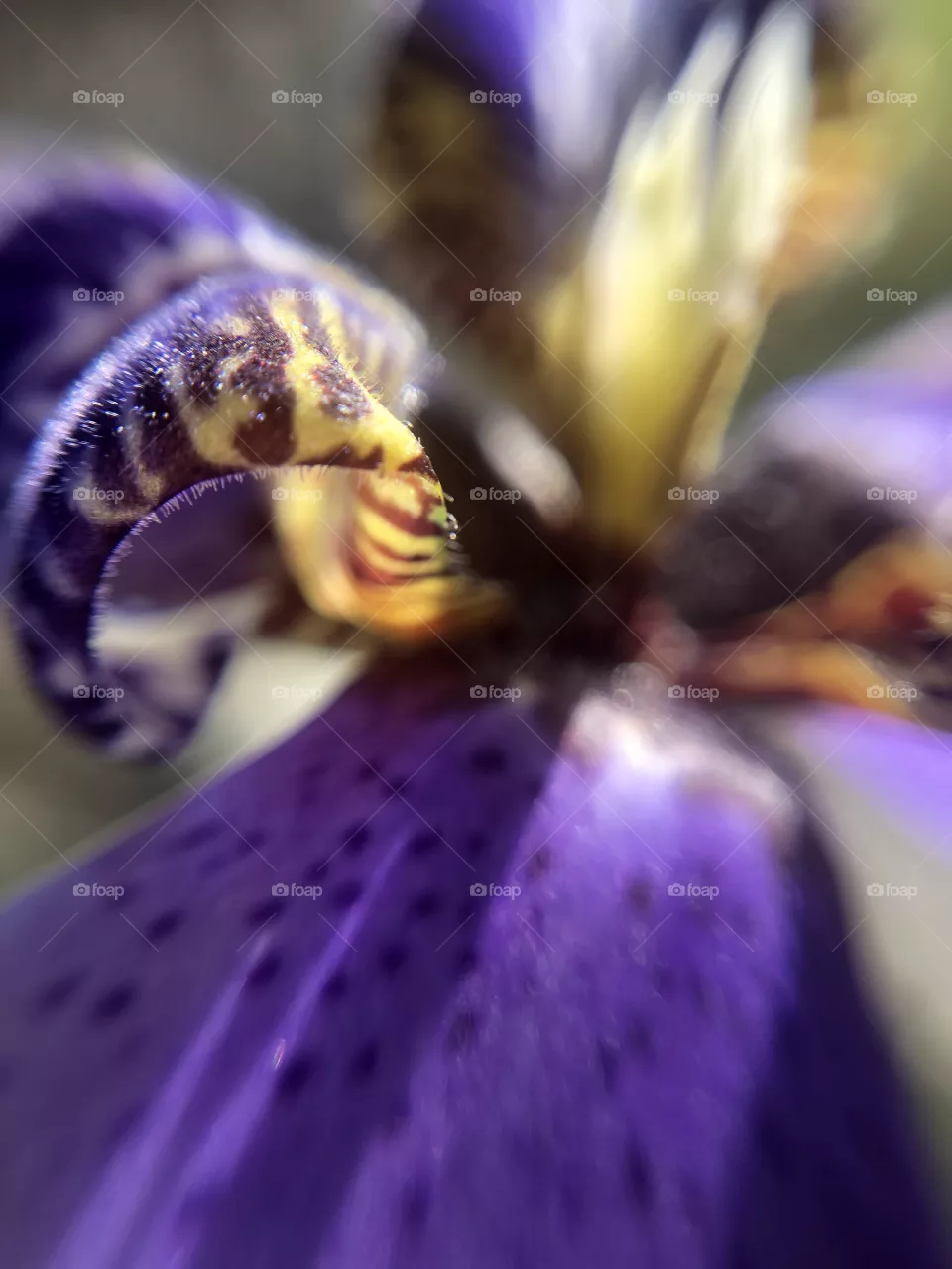Hyacinth
