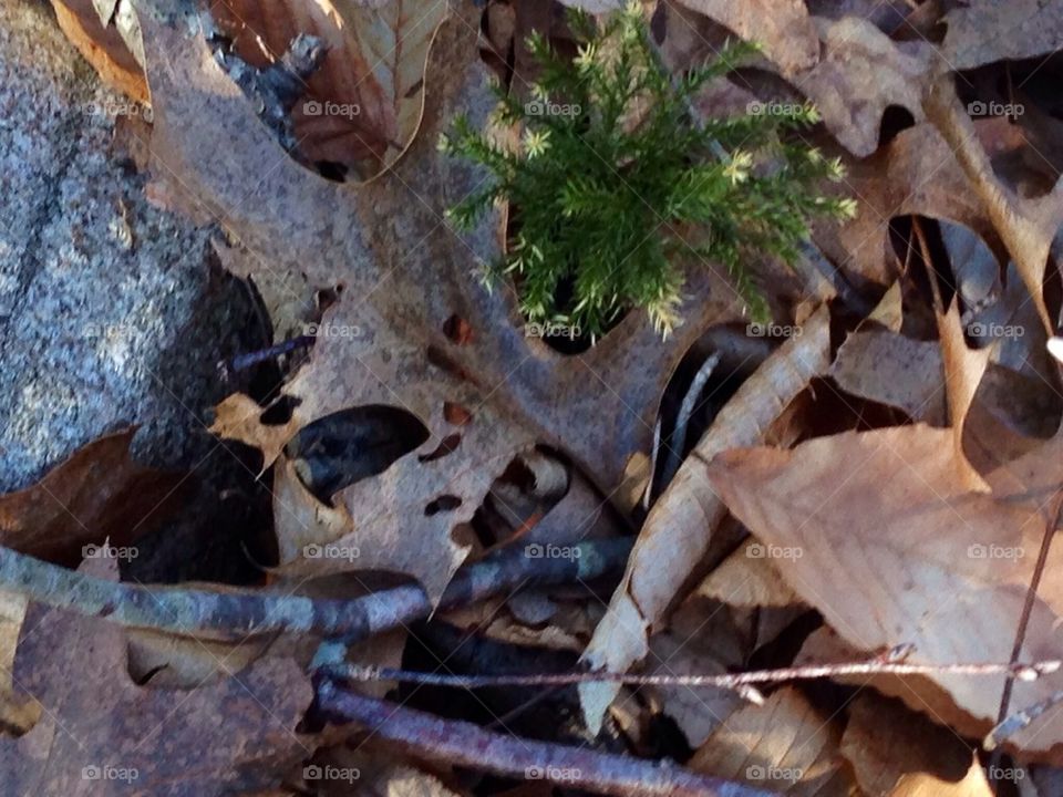 New Life among the brush