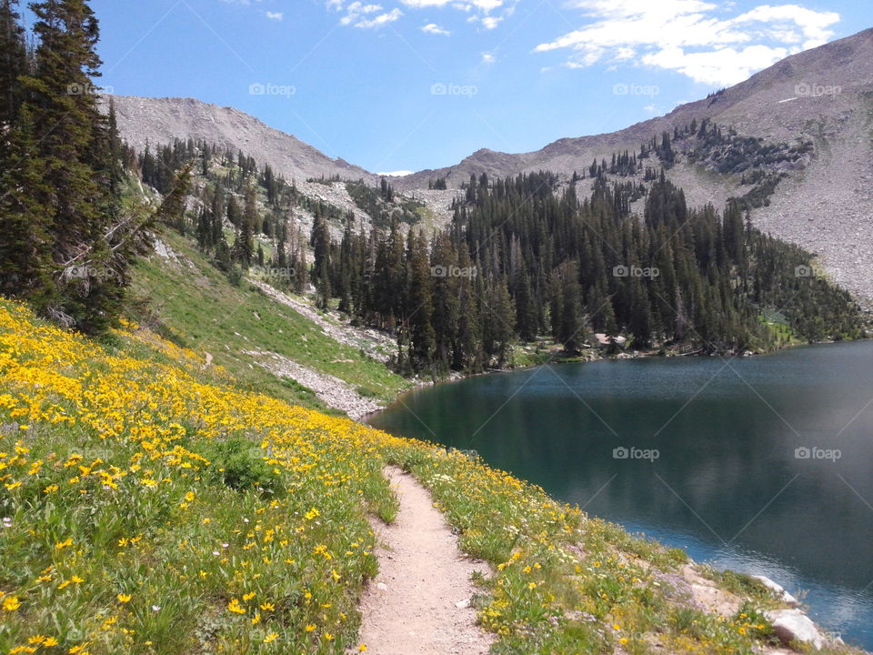 wildflower trail around mountain lake