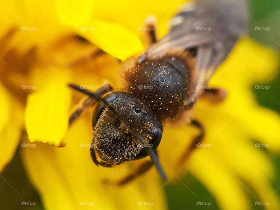 macro photo of an insect, namely a honey bee collecting pollen from a yellow dandelion