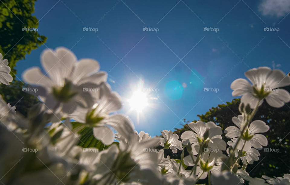 flowers