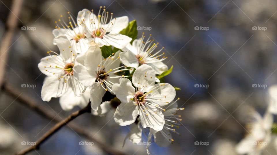 White blossoms