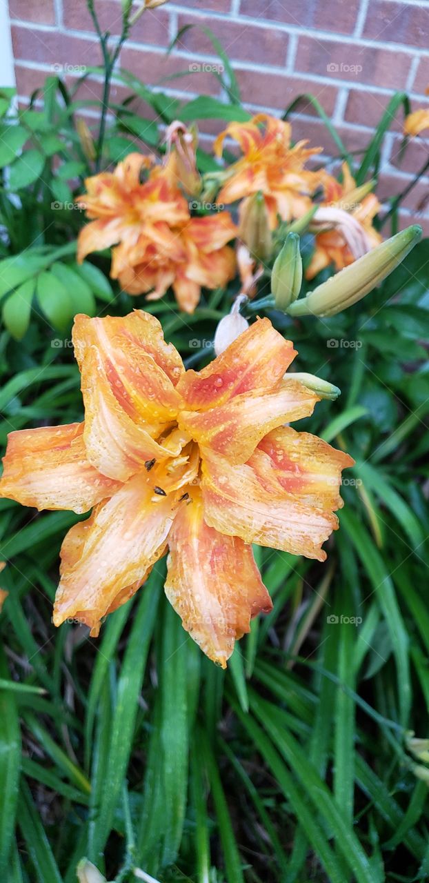 Double day lillies wet with rain.