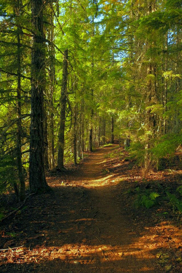 enchanted lens