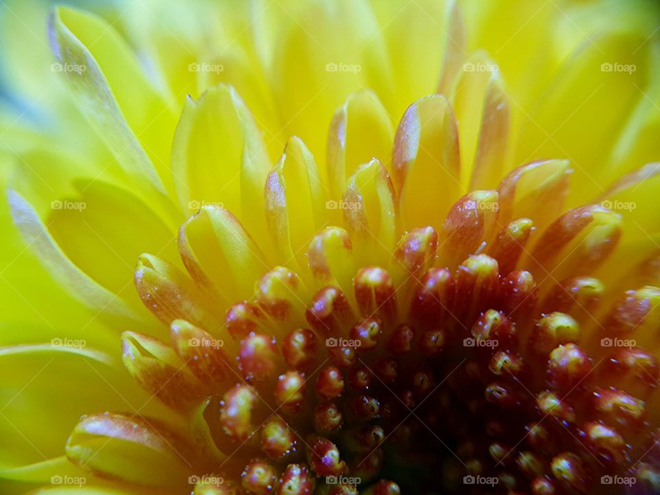 Flower ชื่อวิทยาศาสตร์ : Gerb. ชื่อวิทยาศาสตร์ : Gerbera jamesonii วงศ์ : Compositae ชื่อสามัญ : Gerbera ชื่ออื่น ๆ : Barberto Daisy, Transvaal Dai