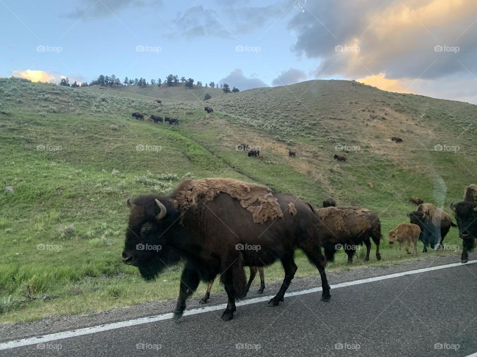 Buffalo traffic 