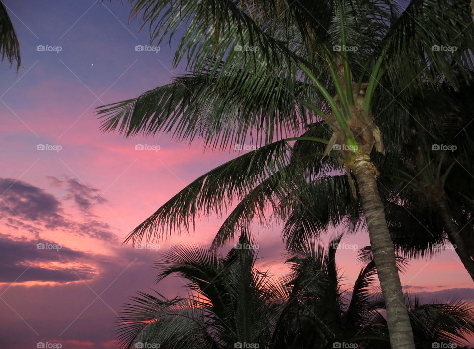 Pink Palm sunset 