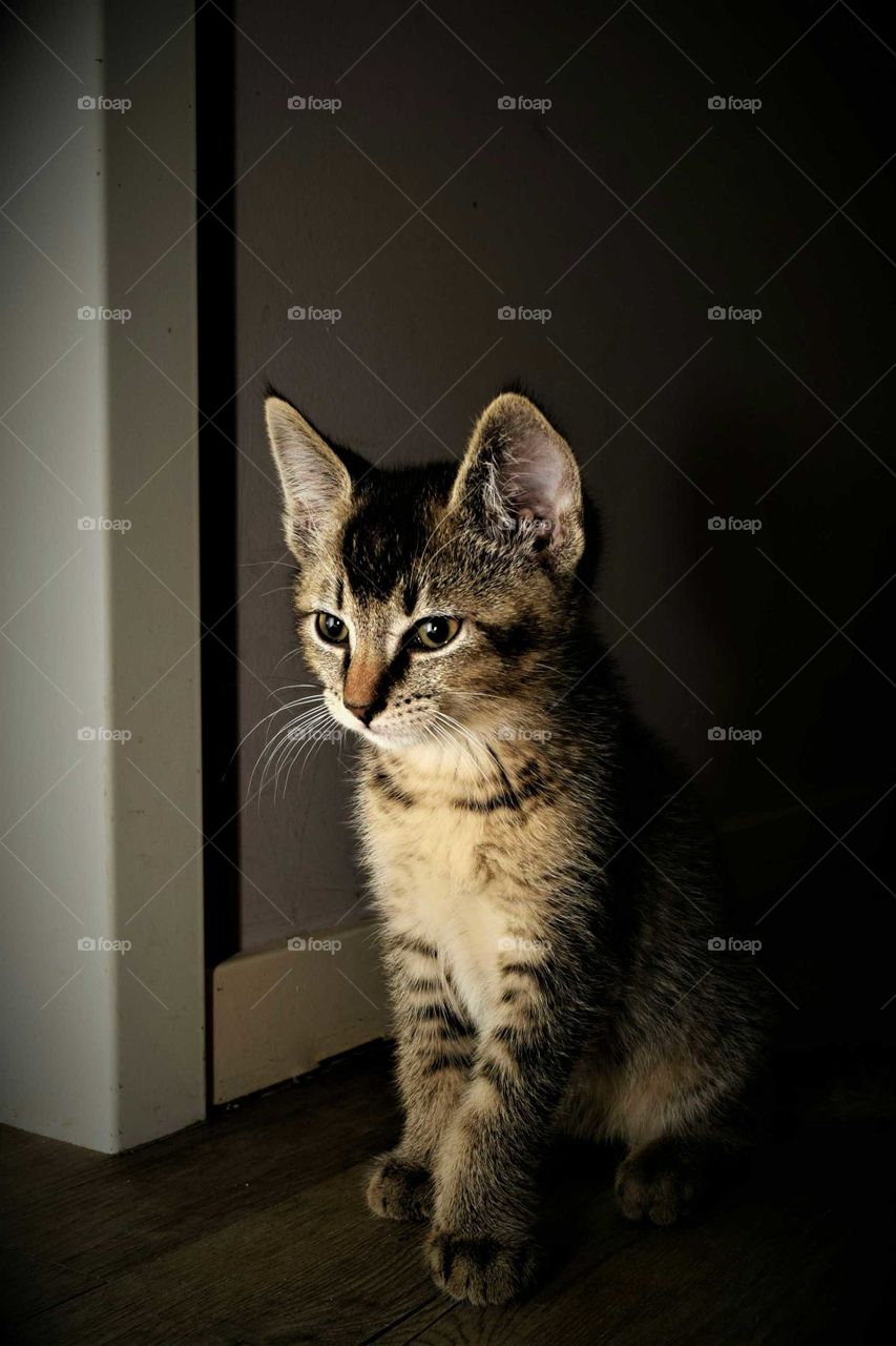 Dreaming tabby cute kitten sitting on the ground low key portrait