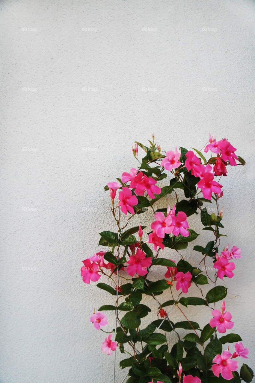 Pink flowers grow up a nice white wall
