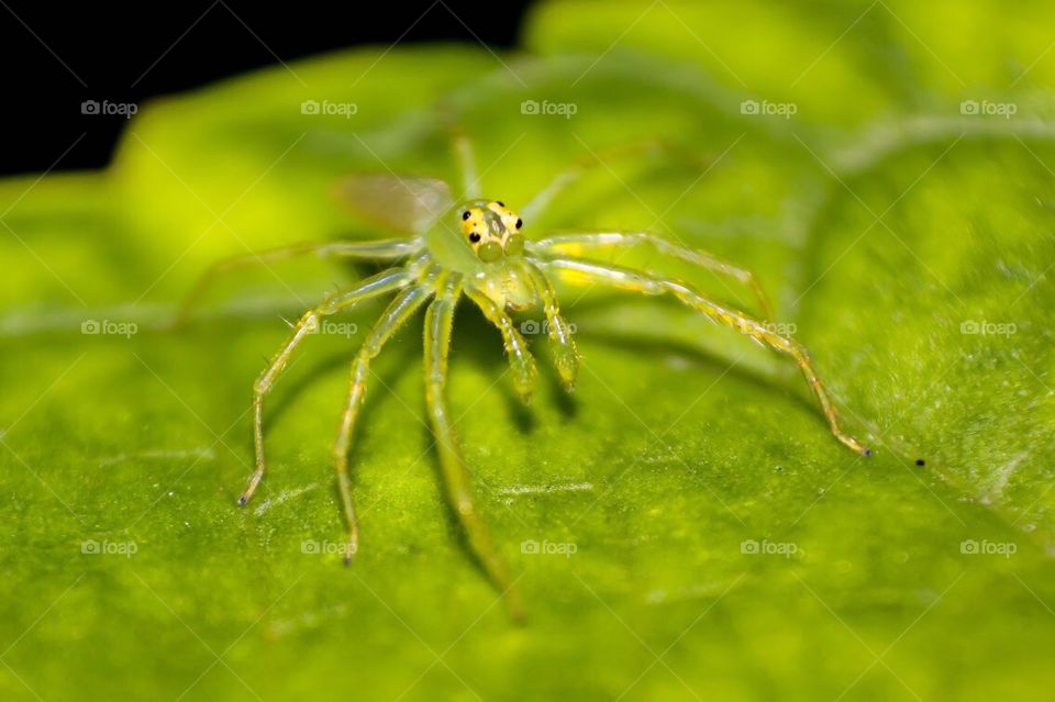 the little green spider