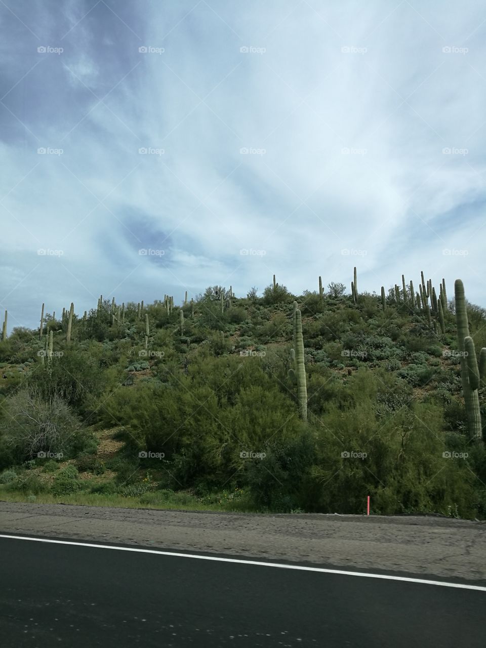 Cactus trees on mountain with background of cloudy sky