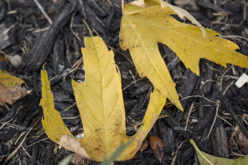 Yellow leaves