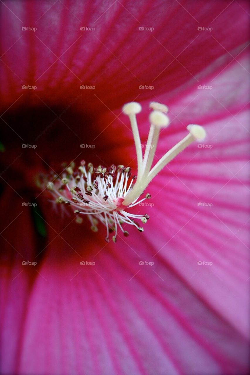 Closeup of a Pink Flower