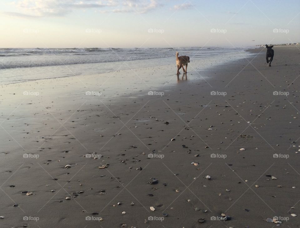 Dogs walking on beach near water