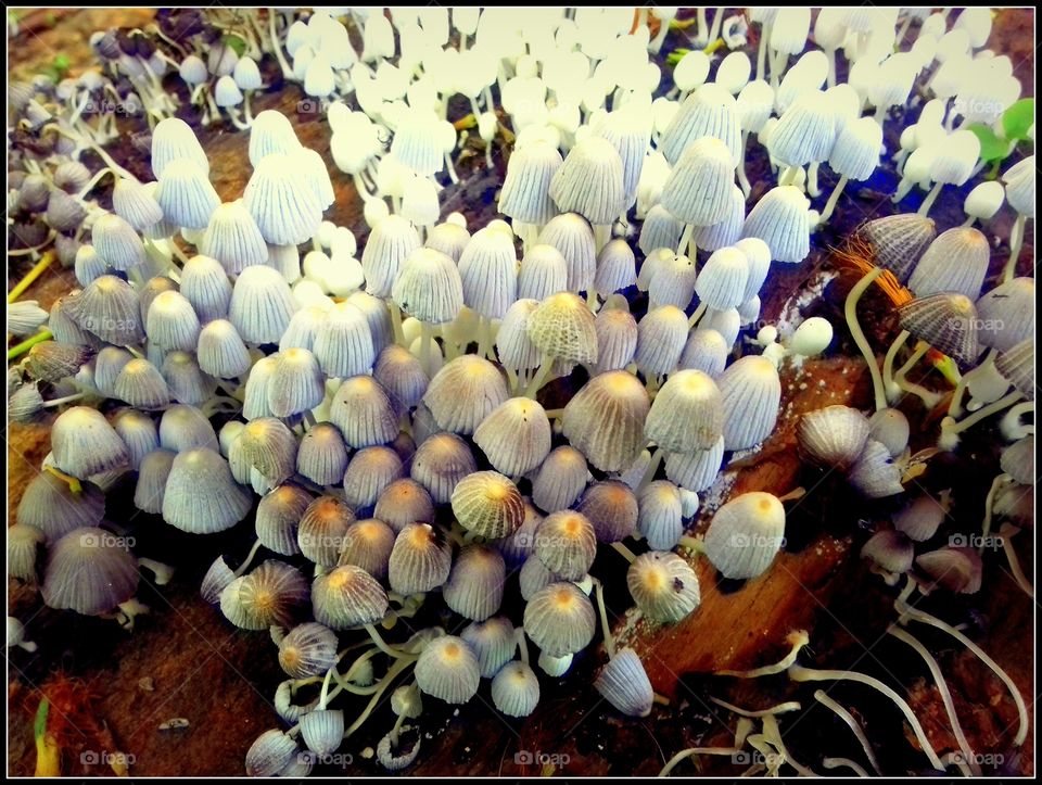 Mushrooms (4)