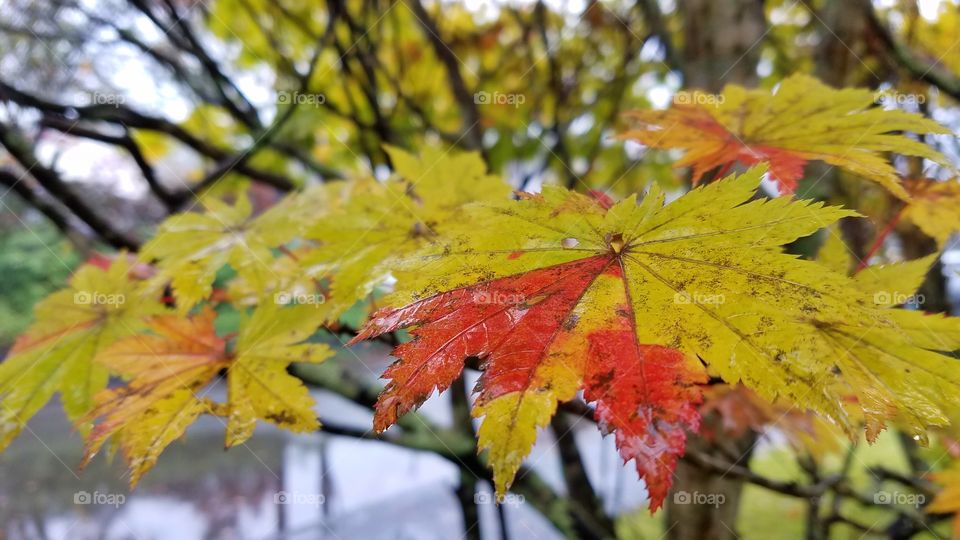 Maple fall leaves