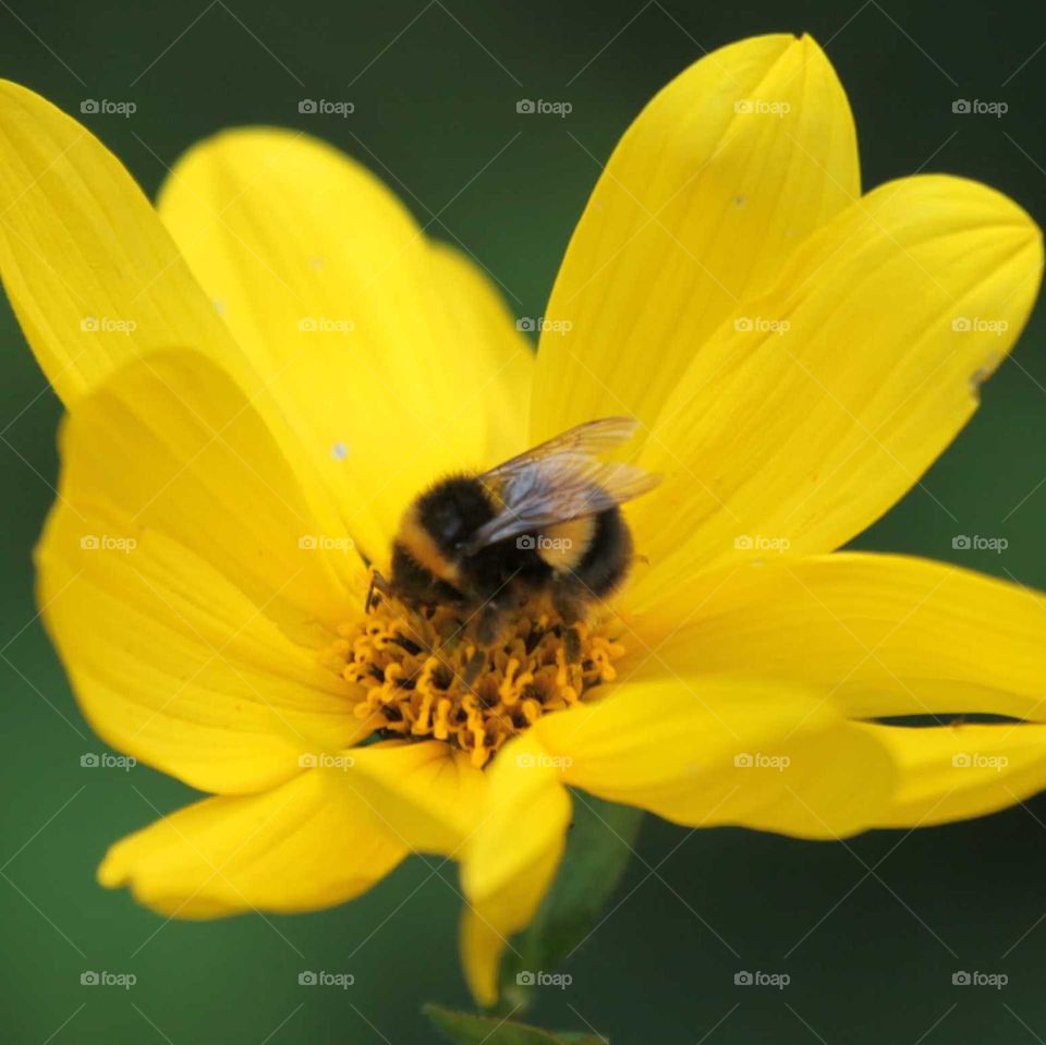 Macro bee.
