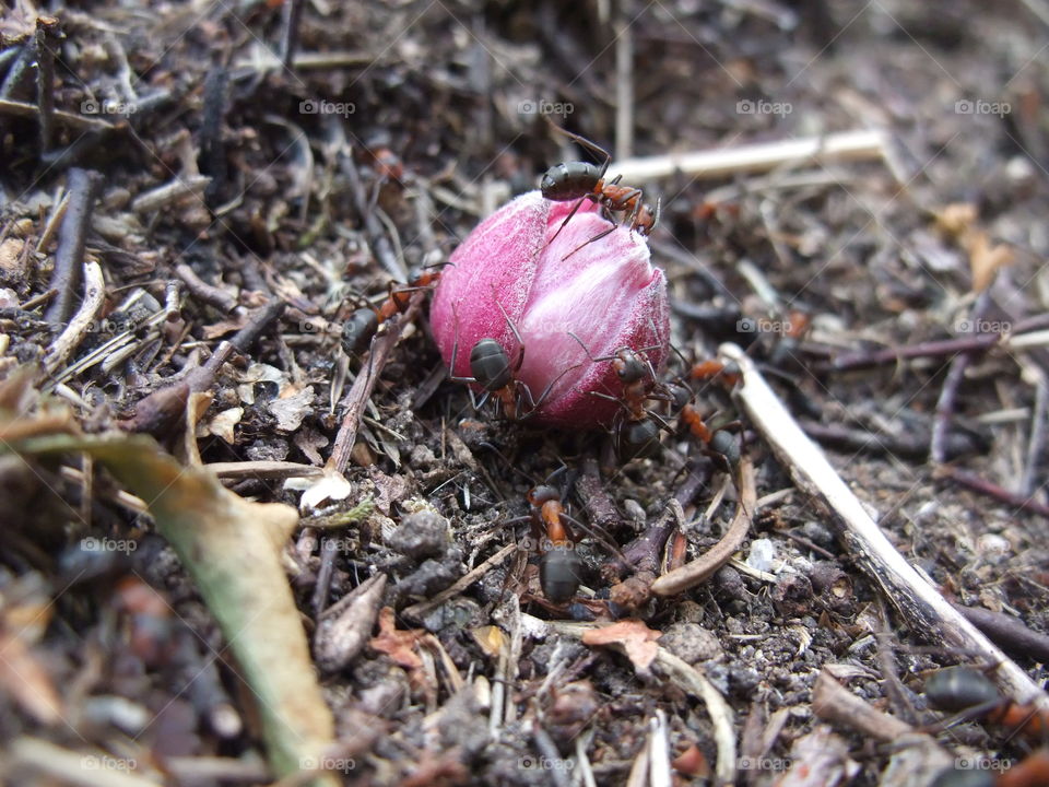 There is an ant hill close to my house. The weather has been nice so the ants have been very busy and active. I noticed that many ants makes an interesting sound.