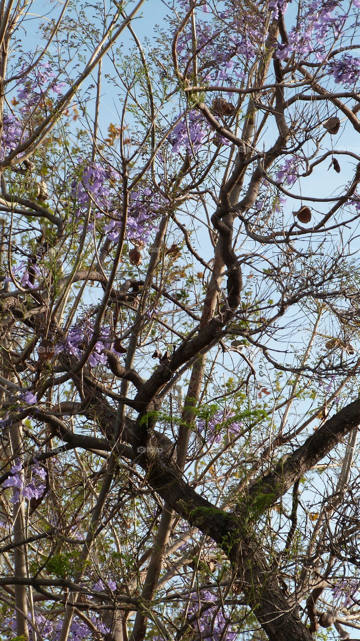 tree with purple flowers