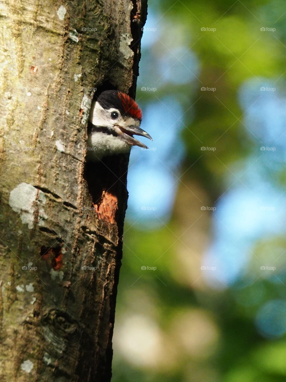 Woodpecker youngster