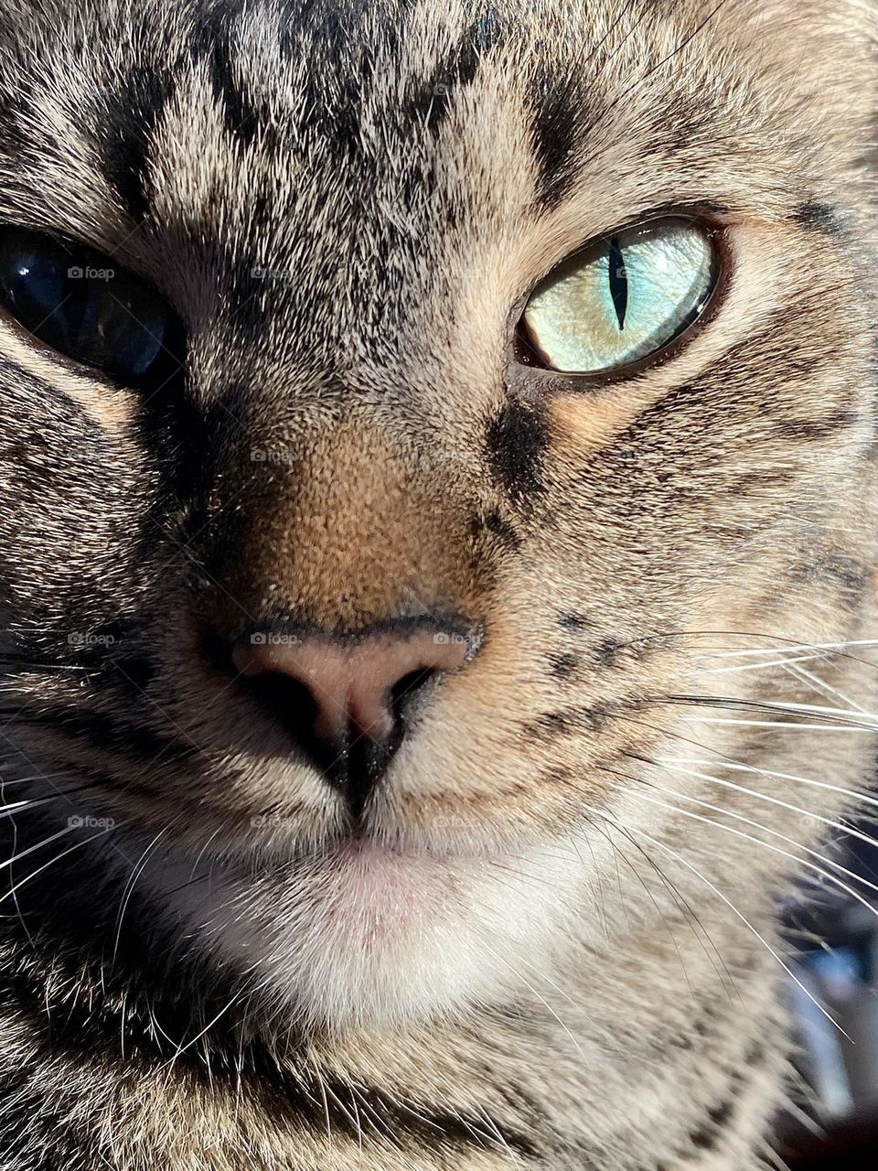 A brown tabby cat sitting in the sun and looking at the camera 