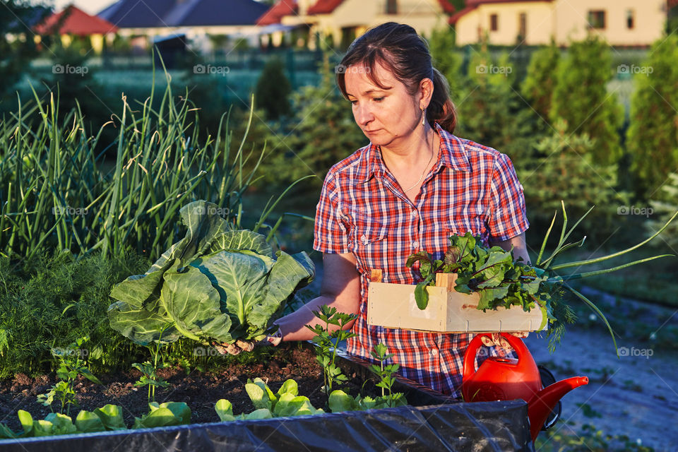 Woman working in a home garden in the backyard, picking the vegetables and put to wooden box. Candid people, real moments, authentic situations