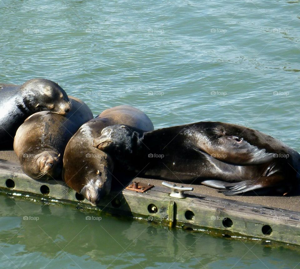 Sleeping Sea Lions