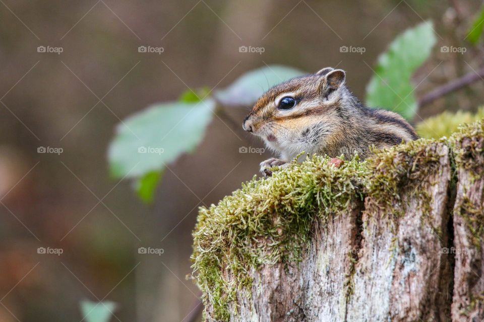 Little chipmunk in the forest