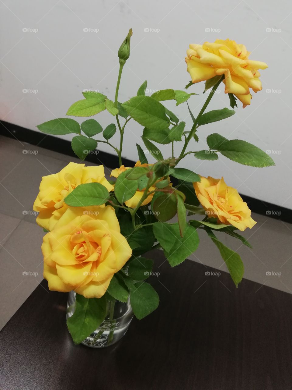 beautiful yellow Rose
