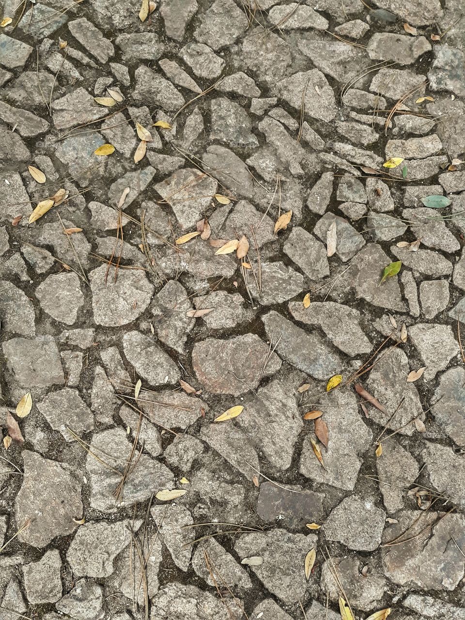 the autumn leaves in the ground