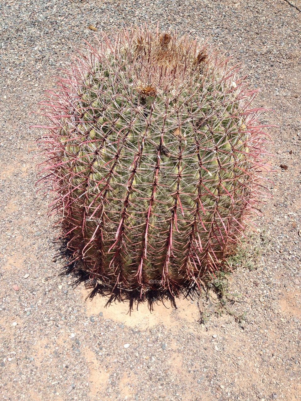  Desert Cactus
