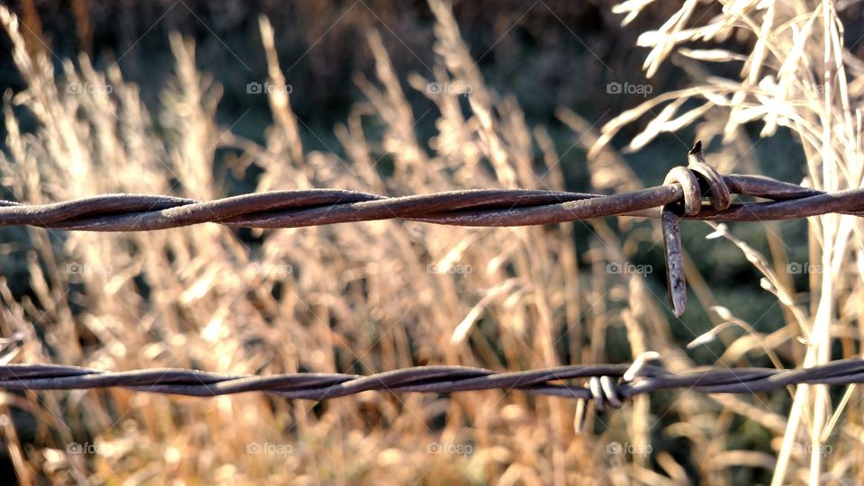 Barbed wire with wild grass.