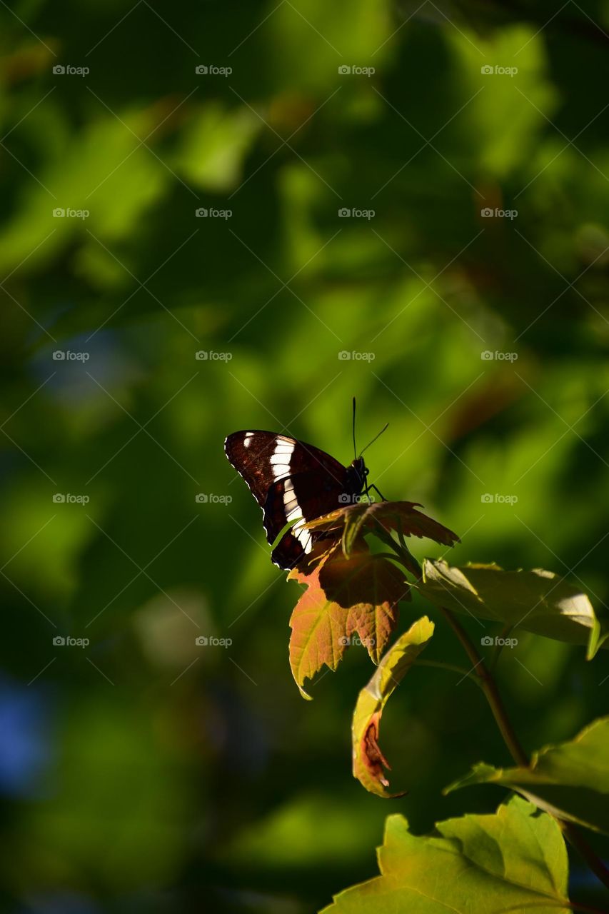 Spring photos coming in your way! When I first decided to do photography, it was spring time. And my first subjects are flowers! Here are some of my photos!