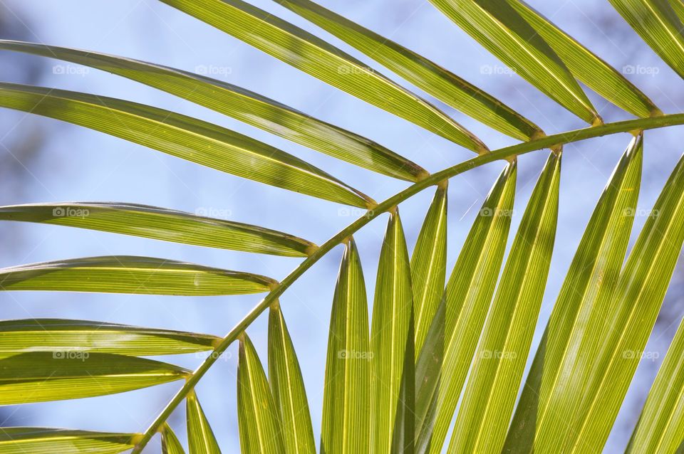 nature's green leaf with a blue cloudy background.