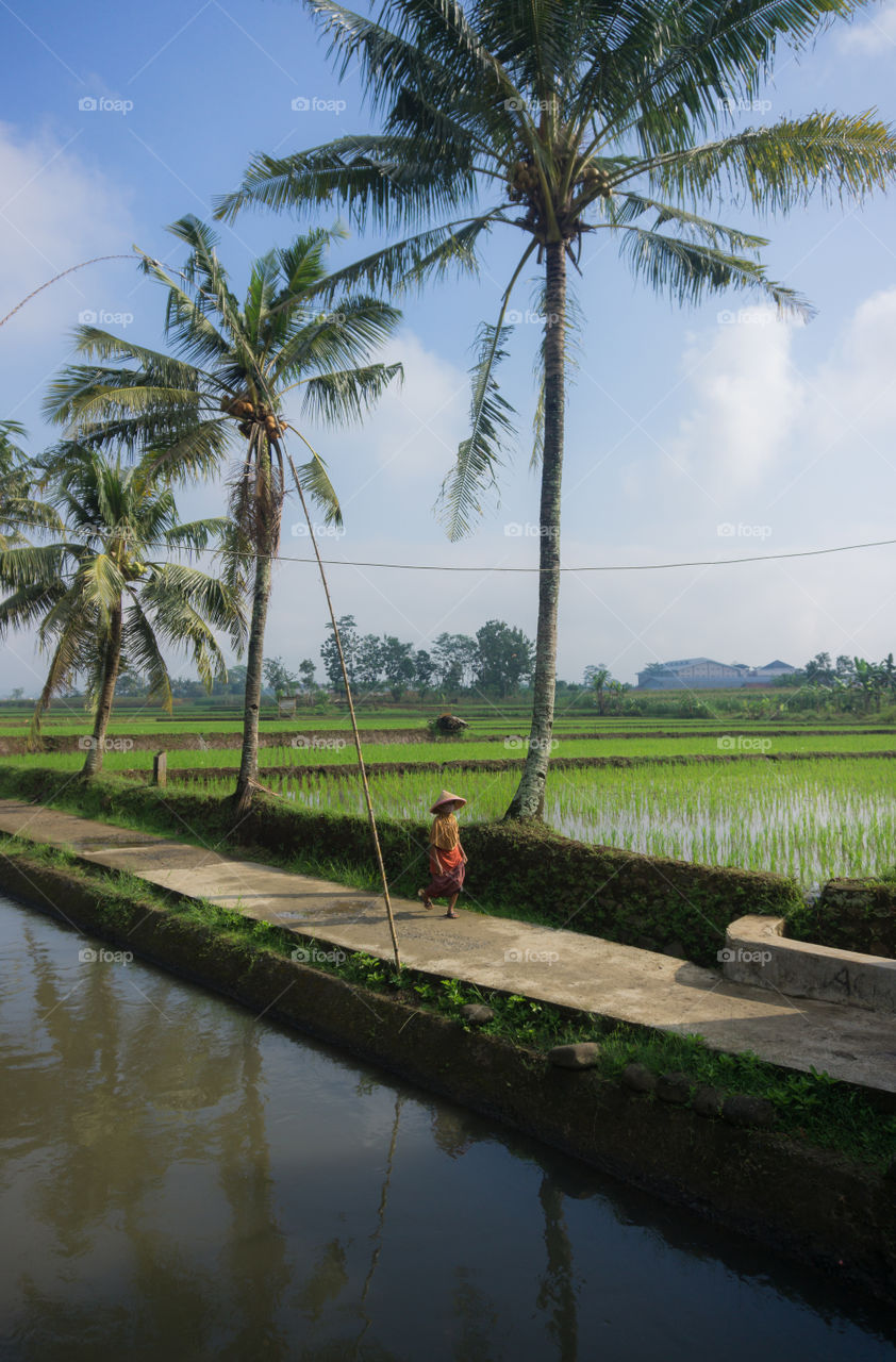 morning walk on rice field