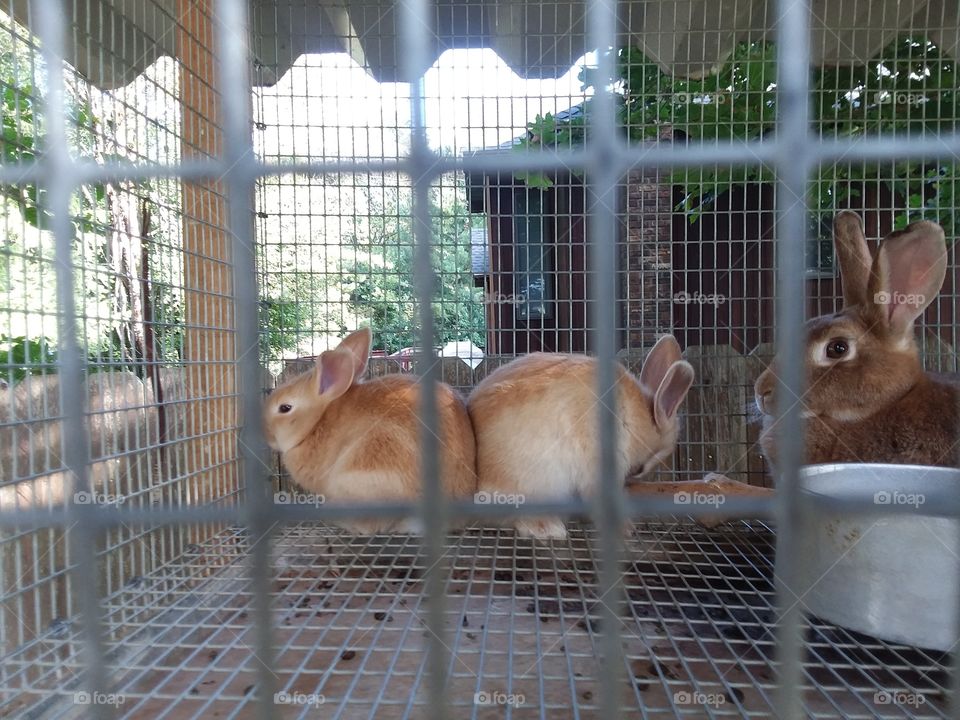 rabbits