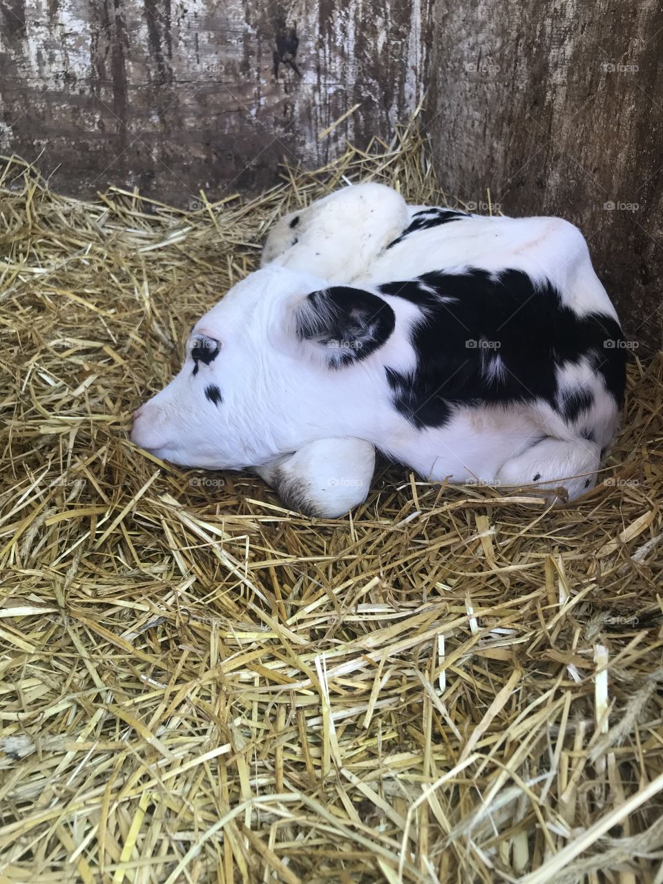 Baby calf a few days old. 