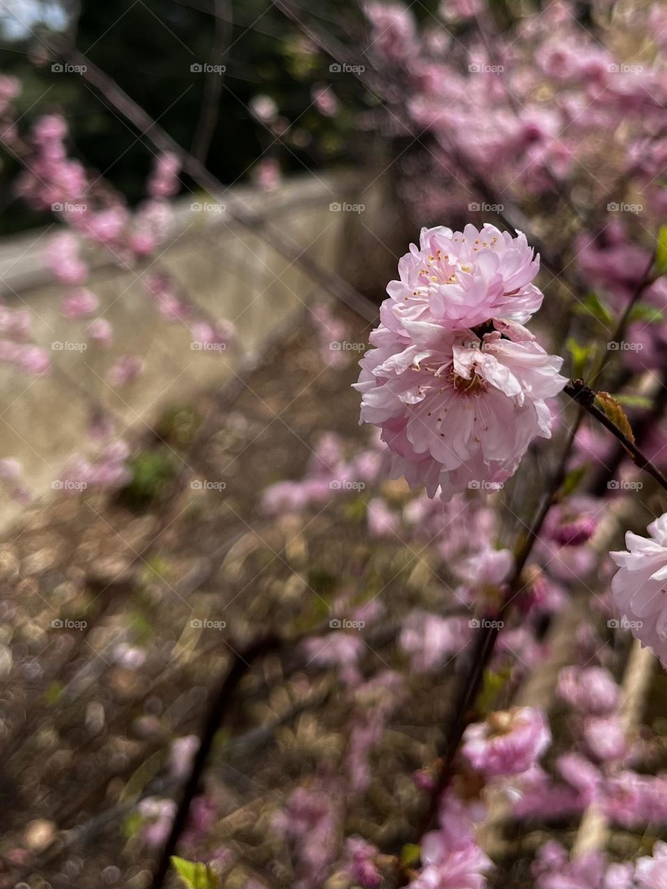 Pink flowers