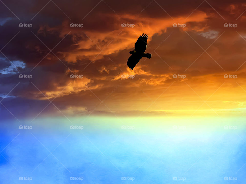 Falcon Bird Silhouette Flying Free In The Sunset Sky