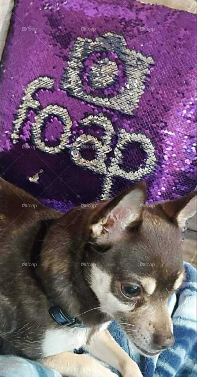 Foap doodle on a purple sequin pillow with a cute pup .