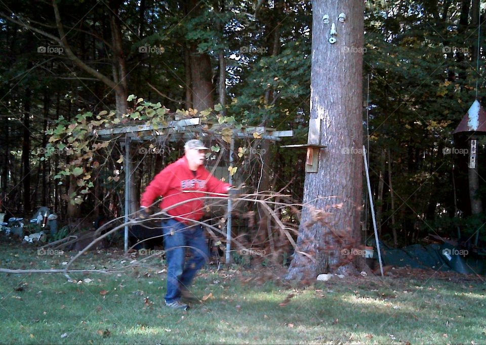 Cleaning back yard of fallen tree branches, man in cap & sweatshirt