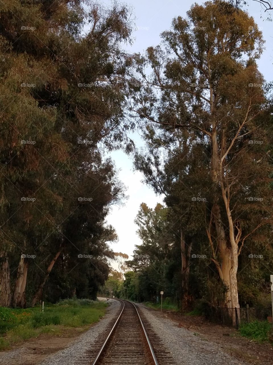 Tall Tree Train Track