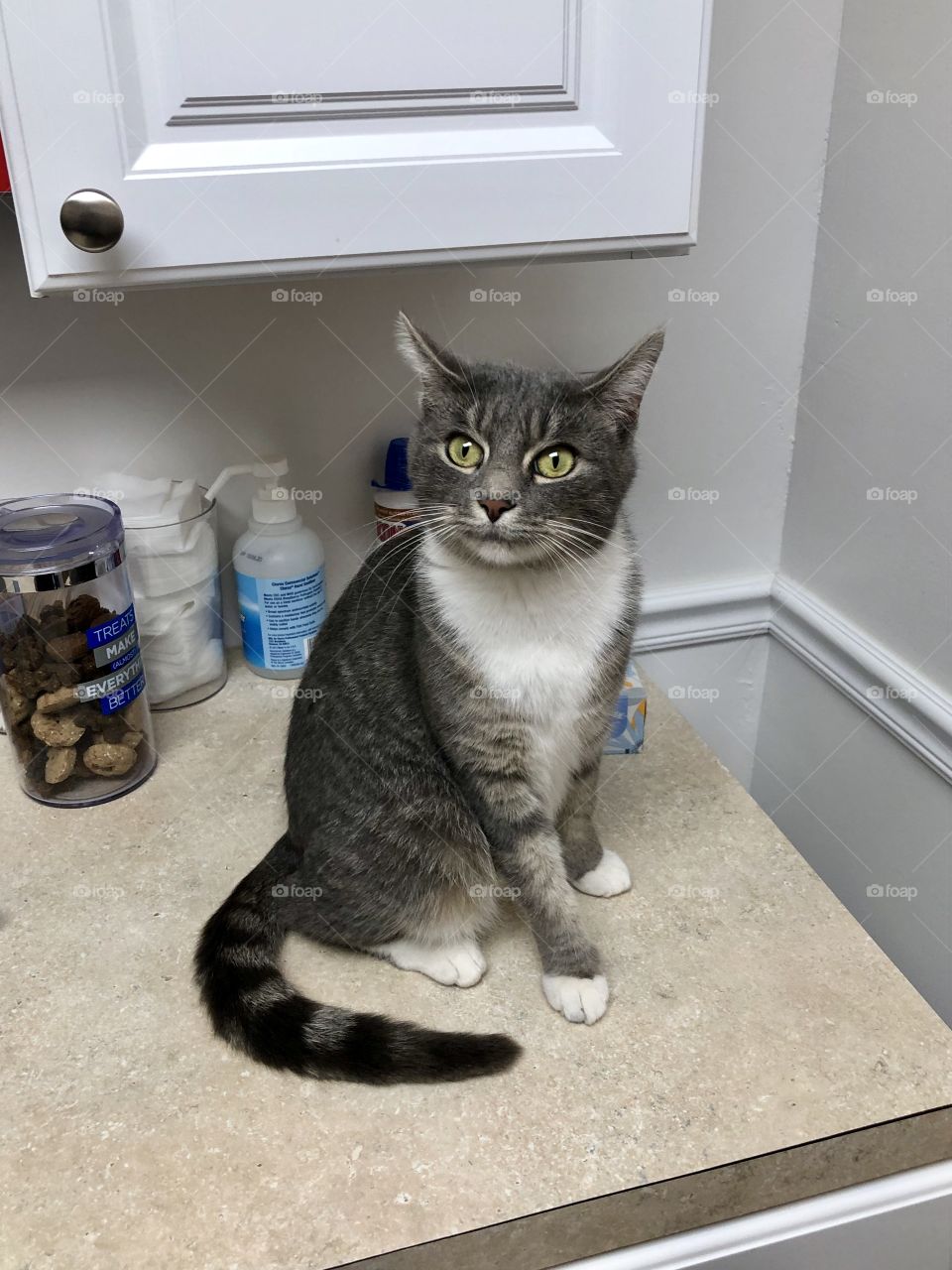 Kitty at Vet