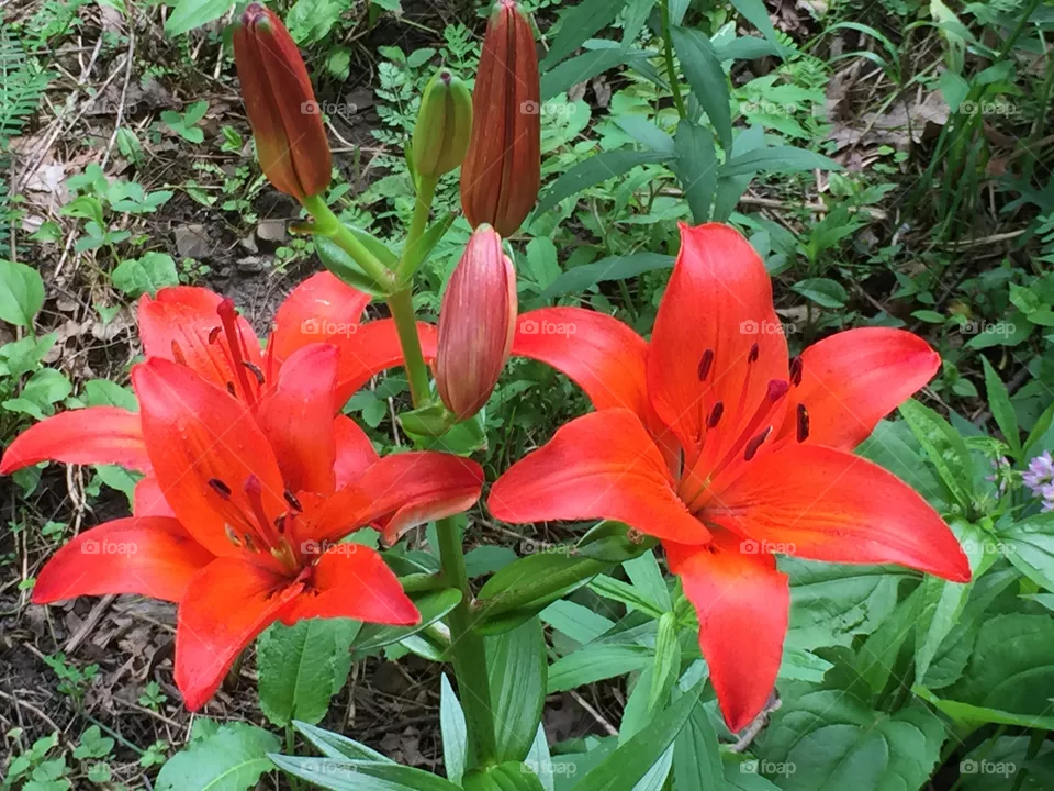 Blood Red