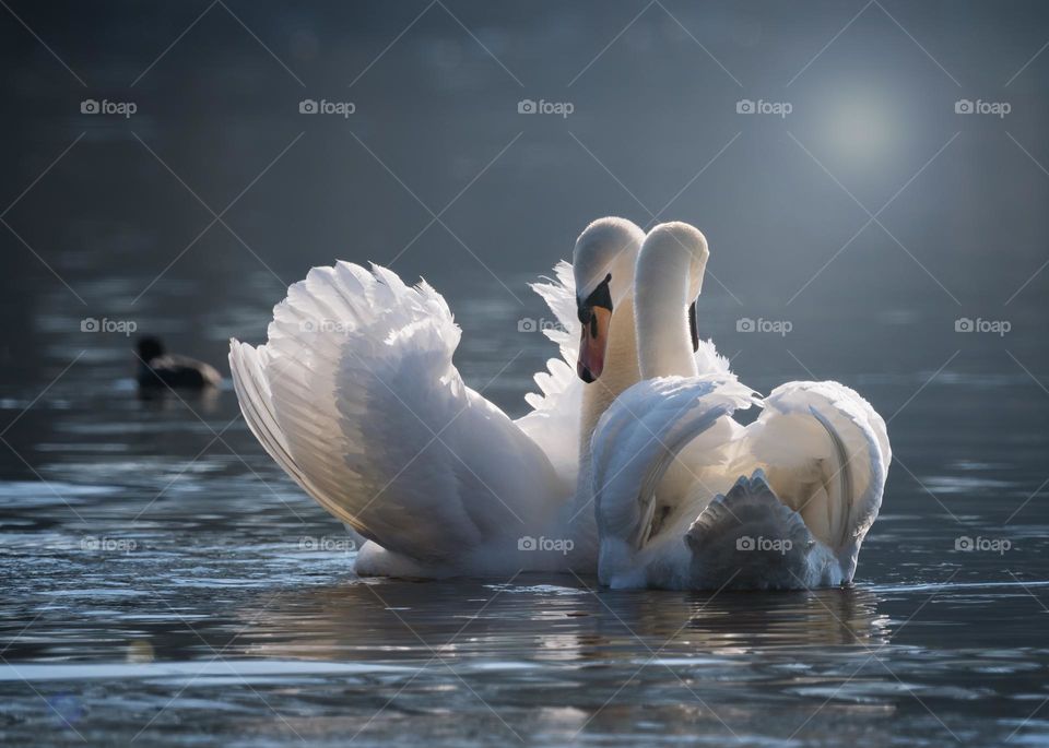 Beautiful and cute swan
