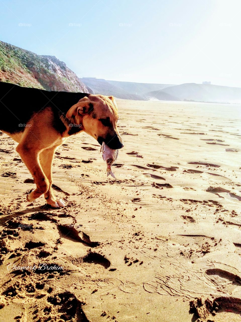 My dog was fishing too while I was fishing .This dog made me enjoy my journey for fishing .We spent good moments on the beach