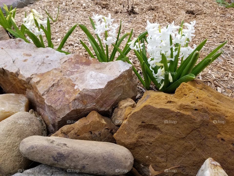 hyacinth behind rocky garden