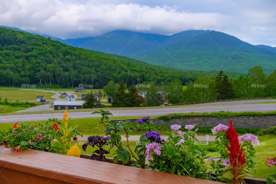  Beautiful mountain landscape blue with flowers in selective focus on the foreground before the street at the White Mountains of New Hampshire.