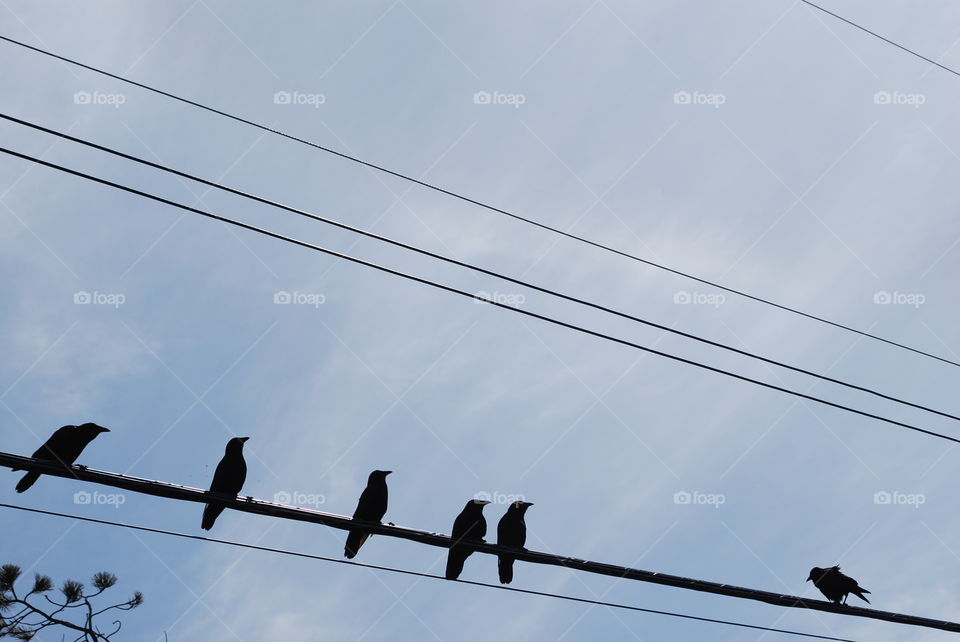 Birds on a wire